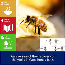 Cape honey bees, a citizen scientist and the Capensis calamity