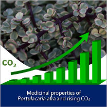Medicinal properties of Portulacaria afra and rising CO2