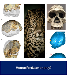 Homo: Predator or prey?