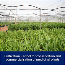 Cultivation – a tool for conservation and commercialisation of medicinal plants