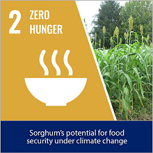 Sorghum’s potential for food security under climate change